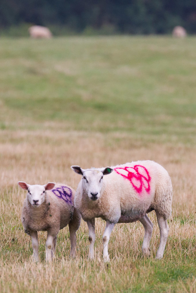 Olympic Sheep at Eton Dorney